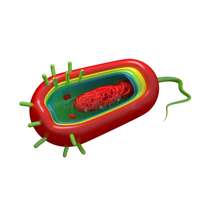 Cholera Cell Anatomy - isolated on white - bacteria. Cholera Cell Anatomy - isolated on white - bacteria