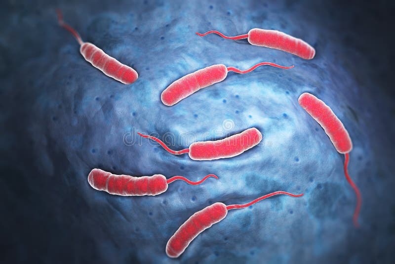 Cholerae bacteria which causes cholera. 3D illustration. Cholerae bacteria which causes cholera. 3D illustration