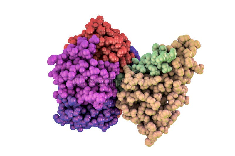 Molecular model of cholera toxin choleragen isolated on white background, 3D illustration. A toxin produced by bacterium Vibrio cholerae that pays crucial role in cholera disease. Molecular model of cholera toxin choleragen isolated on white background, 3D illustration. A toxin produced by bacterium Vibrio cholerae that pays crucial role in cholera disease