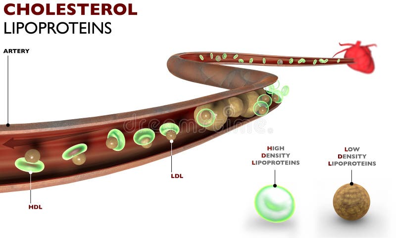 HDL sono le lipoproteine che raccogliere il colesterolo e lo portano al fegato dove viene eliminato lipoproteine a bassa densità di lipoproteine a bassa densità che libera il colesterolo sulle pareti delle arterie.