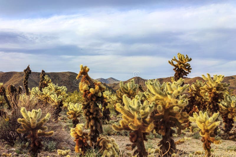 Cholla Cactus Garden, Joshua Tree National Park, California, USA.