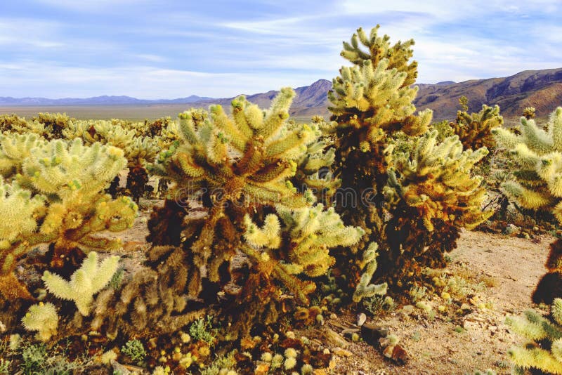 Cholla Cactus Garden near Joshua Tree National Park, California, USA.