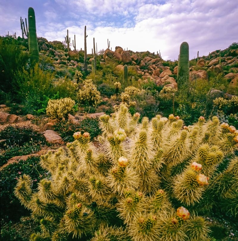 Cactus in Mojave Desert stock photo. Image of plants - 71462030