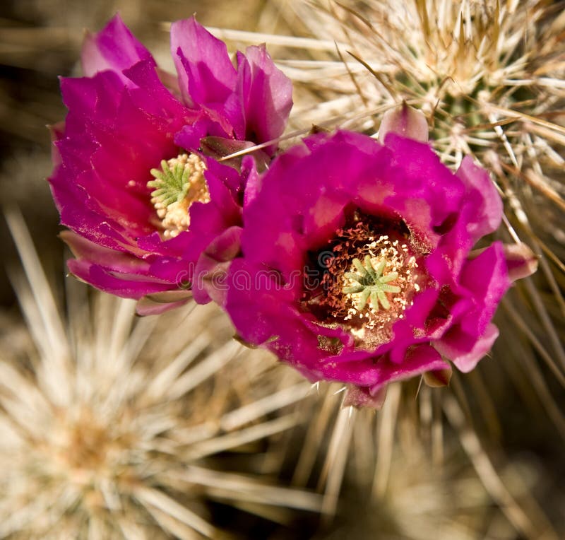 cholla kwiaty zdjęcie stock cholla kwiaty zdjęcie stock