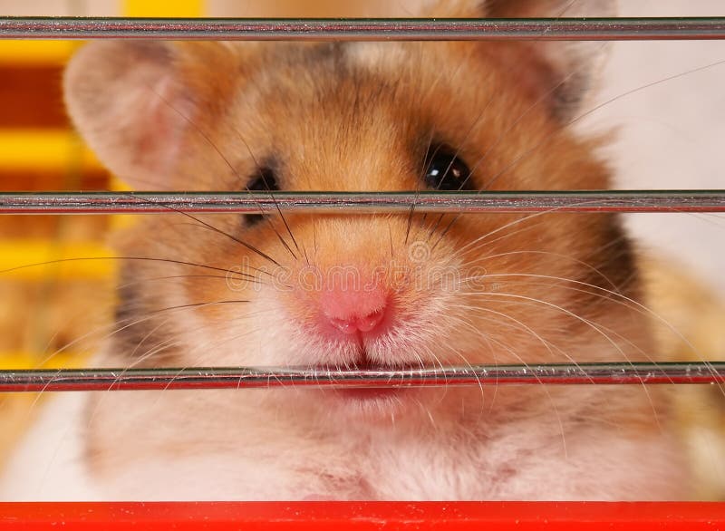 Little hamster sitting inside a Cage. Close-up of a cut Hamster in front. Little hamster sitting inside a Cage. Close-up of a cut Hamster in front.