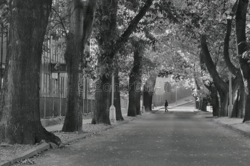 2016/09/24 - Chomutov, Czech republic - chestnut alley in the street Premyslova in Chomutov city with a woman crossing the street royalty free stock photography 2016/09/24 - Chomutov, Czech republic - chestnut alley in the street Premyslova in Chomutov city with a woman crossing the street royalty free stock photography
