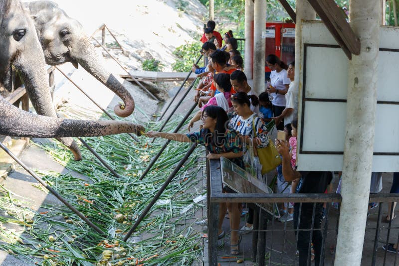 Chonburi/Thaïlande - 15 avril 2018 : Les jeunes alimentant au tronc du ` s d'éléphant dans le zoo ouvert de Khao Kheow photographie stock Chonburi/Thaïlande - 15 avril 2018 : Les jeunes alimentant au tronc du ` s d'éléphant dans le zoo ouvert de Khao Kheow photographie stock