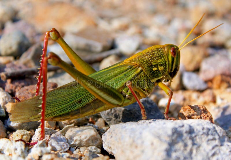 Siam Insects Large Green Grasshopper Chondracris rosea Rocky Shape Block Education Specimen 