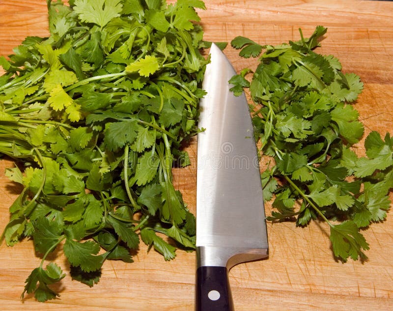 Chopped Cilantro stock photo. Image of eating, dice, farming 681398
