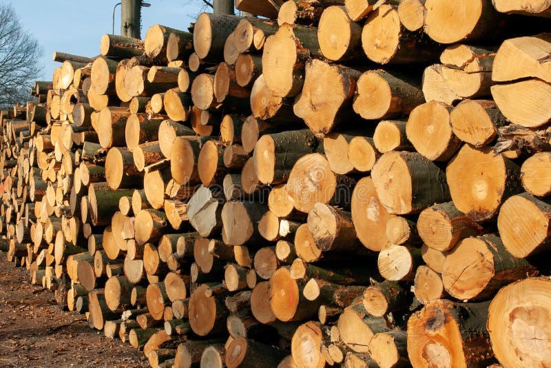 Chopped tree logs on a woodpile for the forestry industry