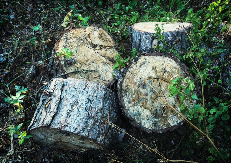 Chopped wood in forest