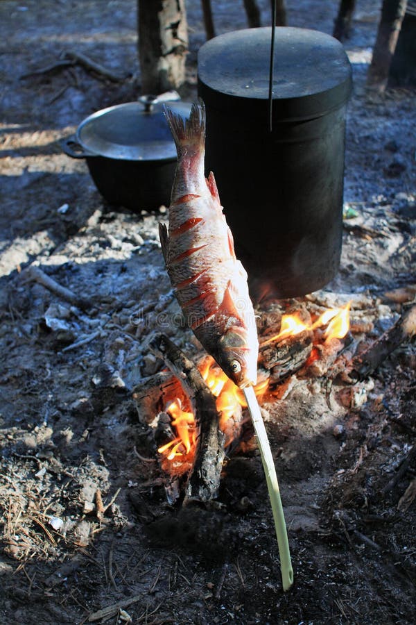 Chops, Bake Fish on an Open Fire Stock Image Image of open, chops