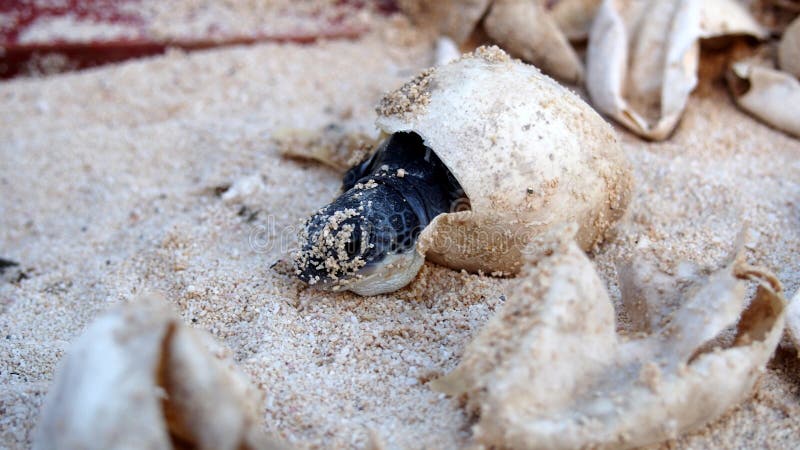 Choque da tartaruga de mar do bebê fotografia de stock Choque da tartaruga de mar do bebê fotografia de stock