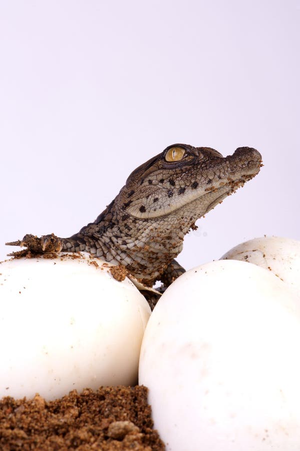 Eclosão de Crocodilo imagem de stock