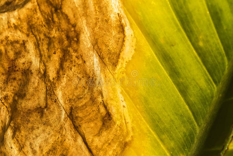 Choroba warunki rośliny obrazy stock