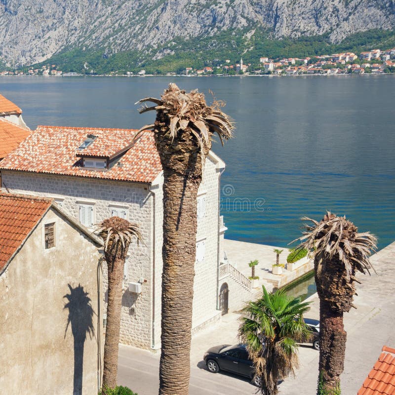 Choroby drzewka palmowe Wysp Kanaryjskich daktylowe palmy infekować zaraza czerwonym palmowym zwijaczem Montenegro, zatoka Kotor, obrazy royalty free Choroby drzewka palmowe Wysp Kanaryjskich daktylowe palmy infekować zaraza czerwonym palmowym zwijaczem Montenegro, zatoka Kotor, obrazy royalty free