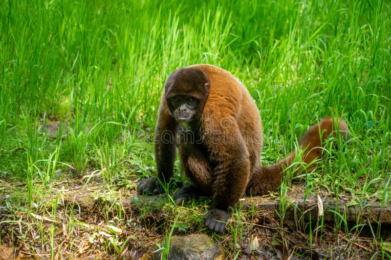 Chorongo monkey amazonia ecuador royalty-vrije stock afbeelding
