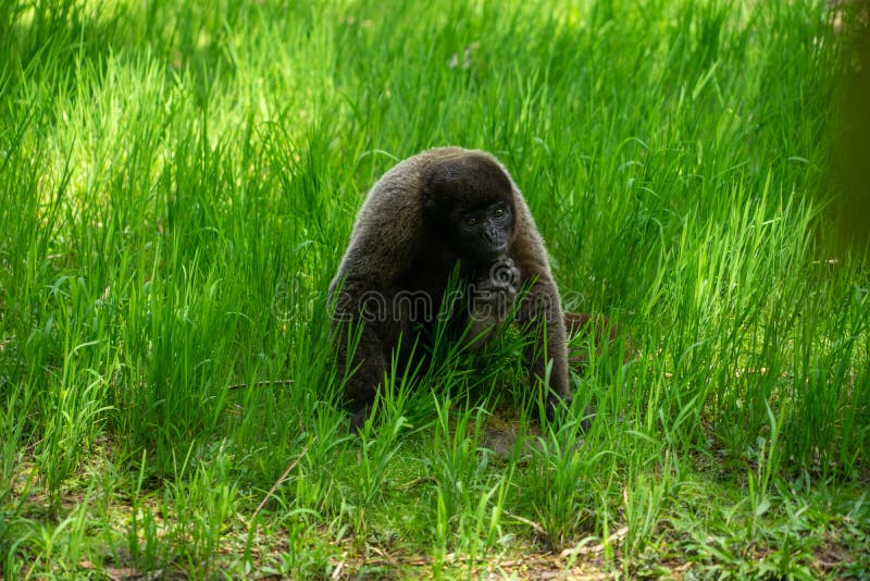 Chorongo monkey amazonia ecuador stock foto