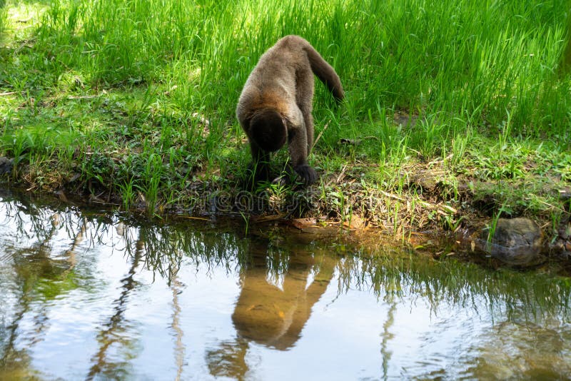 Chorongo monkey amazonia ecuador royalty-vrije stock afbeeldingen