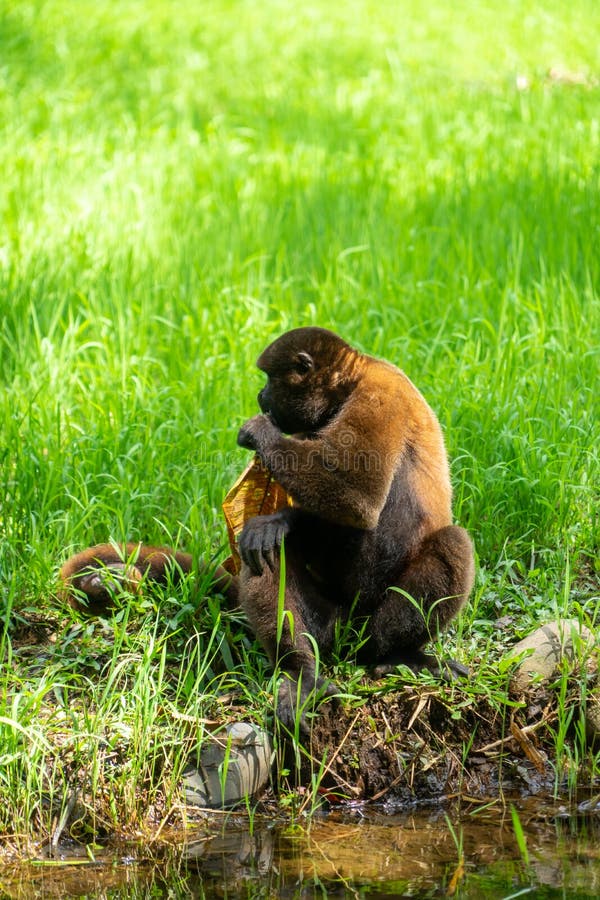 Chorongo monkey amazonia ecuador stock fotografie