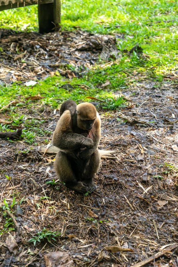 Chorongo monkey amazonia ecuador stock fotografie