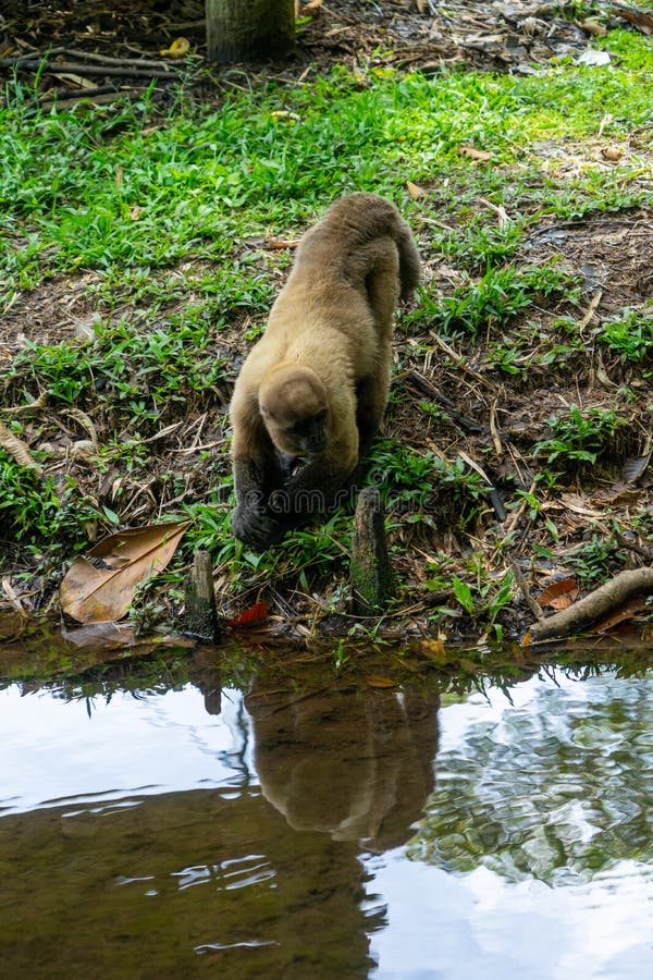 Chorongo monkey amazonia ecuador stock fotografie