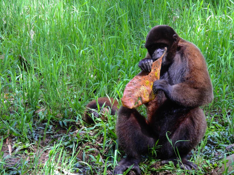 Chorongo monkey amazonia ecuador stock fotografie