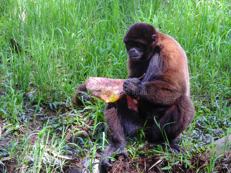 Chorongo monkey amazonia ecuador royalty-vrije stock afbeeldingen