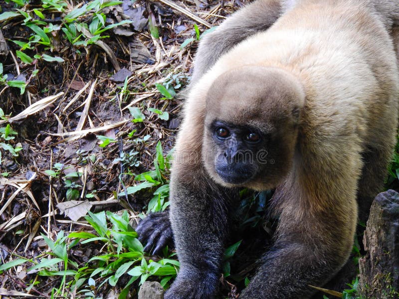 Chorongo monkey amazonia ecuador royalty-vrije stock fotografie