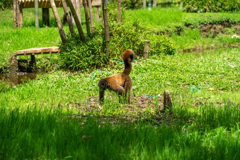Chorongo monkey amazonia ecuador royalty-vrije stock fotografie