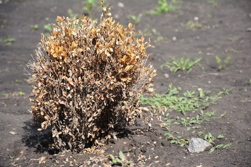 Chory boxwood buxus Liście Boxwood zwrota kolor żółty przez ssać szkody i gałązki zdjęcie stock Chory boxwood buxus Liście Boxwood zwrota kolor żółty przez ssać szkody i gałązki zdjęcie stock