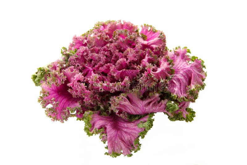 Chou frisé fleurissant rose photos stock Chou frisé fleurissant rose photos stock