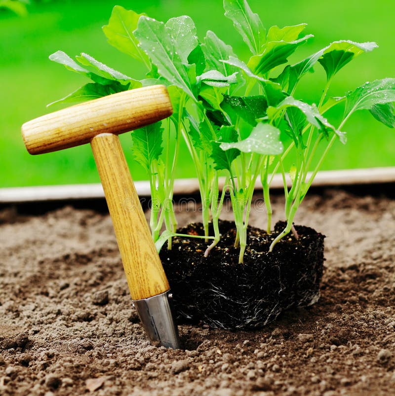 Turnip cabbage and a Dibber in a garden patch. Turnip cabbage and a Dibber in a garden patch.