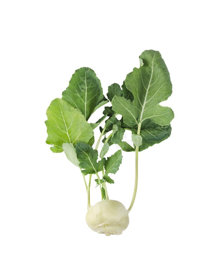 Chou-rave frais avec des feuilles de vert, d'isolement. Chou-rave frais, chou de navet, avec les feuilles vertes, d'isolement