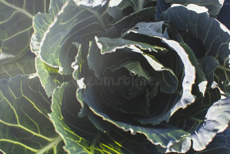 Green cabbage in bright contrasting light.Farming and harvesting. Planting plants in the garden. Green cabbage in bright contrasting light.Farming and harvesting. Planting plants in the garden