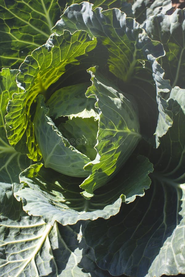 Green cabbage in bright contrasting light.Farming and harvesting. Planting plants in the garden. Green cabbage in bright contrasting light.Farming and harvesting. Planting plants in the garden