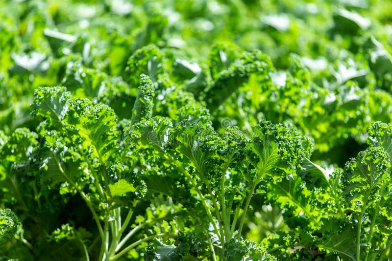 Chou vert sur la terre végétale naturelle Le chou frisé est un capable végétal d'hiver photo libre de droits