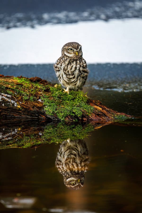 Chouette en miroir. Petit hibou Athene noponctua perché sur la branche de mousse dans le lac glacé. Réflexion sur la surface de l' photo libre de droits