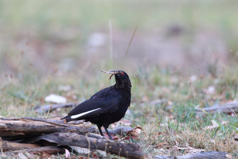 Chough Bianco-alato immagini stock Chough Bianco-alato immagini stock