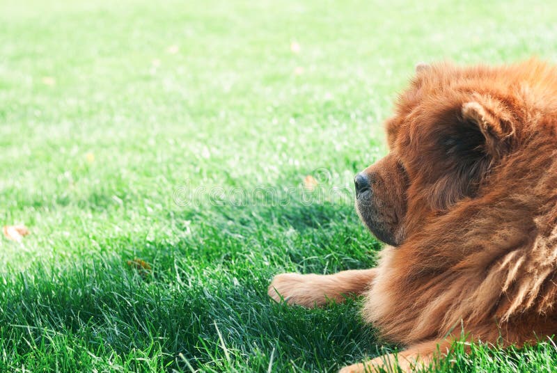  Chow-chow stock afbeeldingen