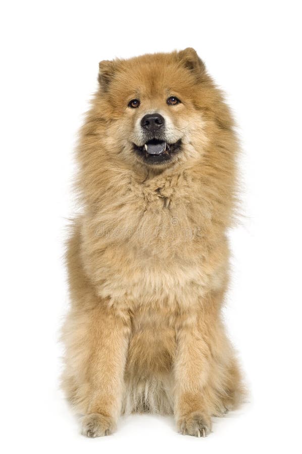 chow chow old