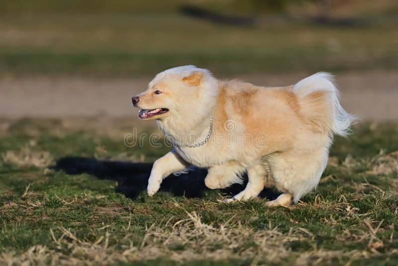 chow chow running