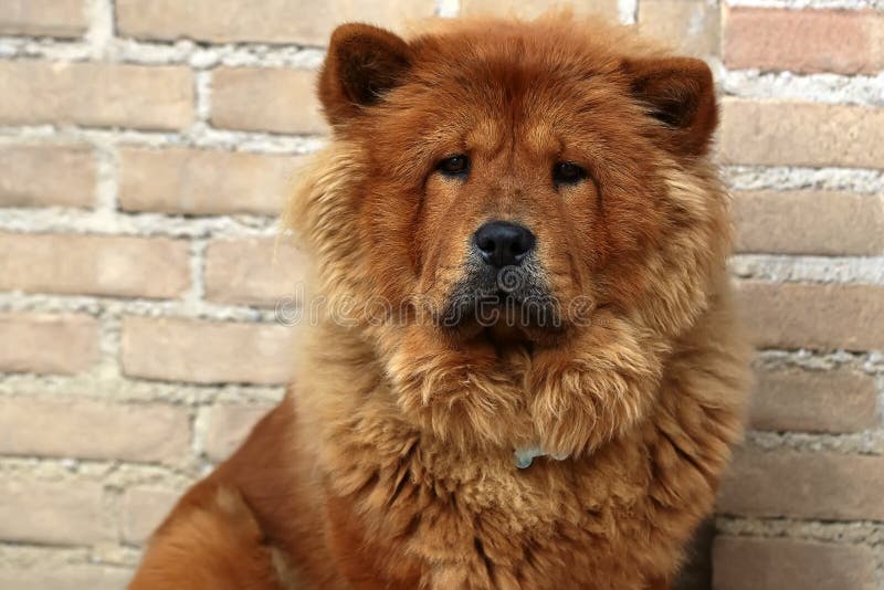 Photo closeup portrait of cute Chow Chow fluffy guardian dog pet broad skull small triangular ears with reddish smooth thick fur coat on sitting against masonry wall background, horizontal picture