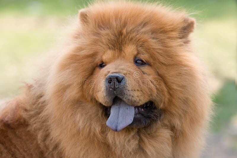 chow chow simba
