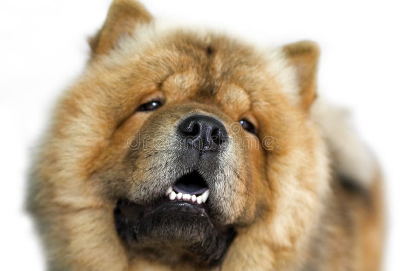 Chow-chow de race de crabot, plan rapproché de verticale image stock Chow-chow de race de crabot, plan rapproché de verticale image stock