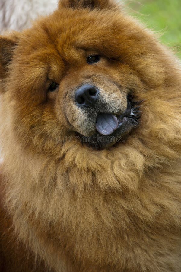 Brown Chowchow Puppy. Portrait On White Background Stock