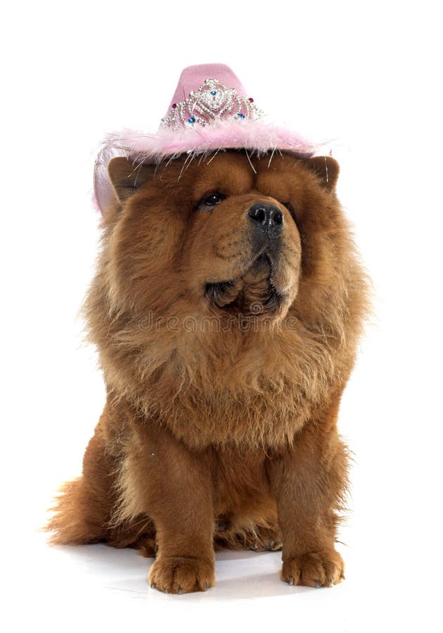 chow chow dressed up