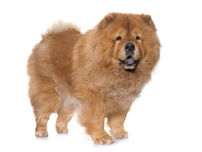 chow chow stud