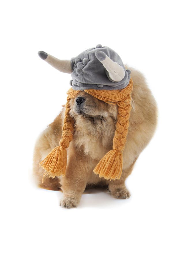 dog viking hat