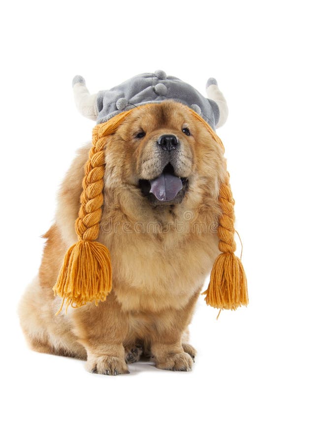 Chowchow Dog with Viking Hat Stock Photo Image of white, joke 36339580